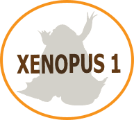 Xenopus